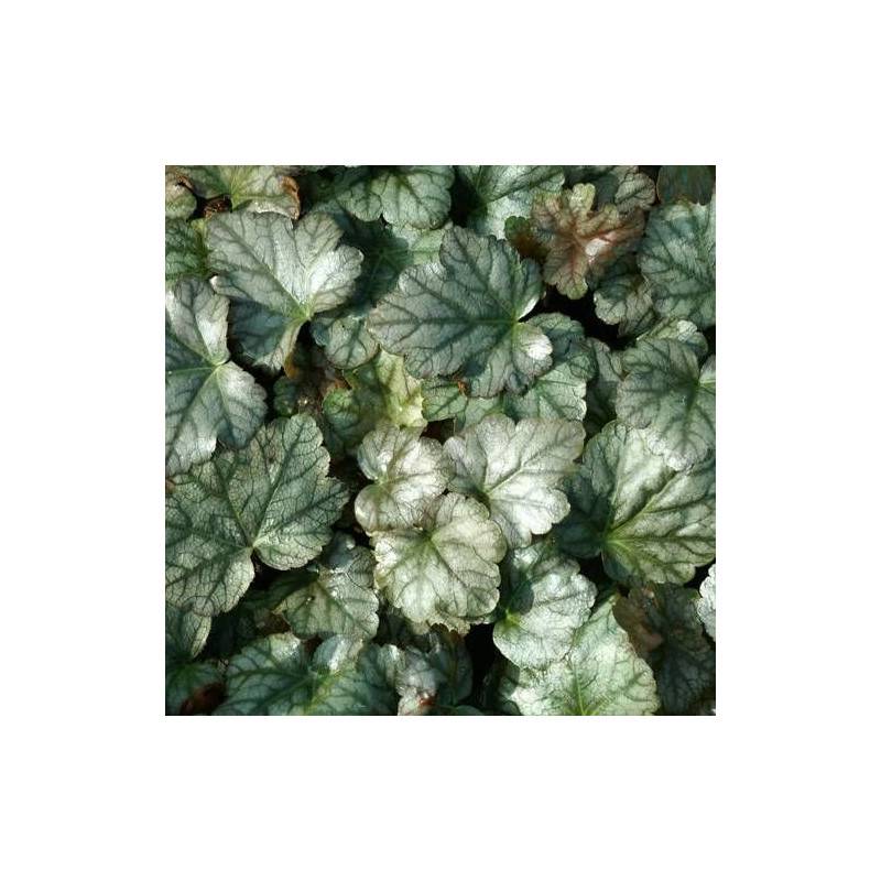 Heucherella Quicksilver à fleurs Blanche/ - feuillage Semi-Persistant - Godet - 5/20 cm - Image 2