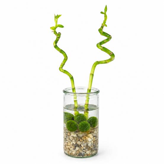 Lucky Bamboo Lot de 2 - Verre, Galets & 5 Boules de Mousse Marimo - 40cm - Image 1