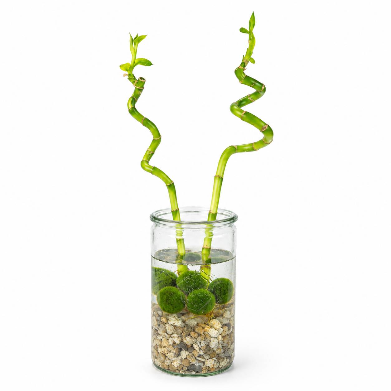 Lucky Bamboo Lot de 2 - Verre, Galets & 5 Boules de Mousse Marimo - 40cm - Image 1