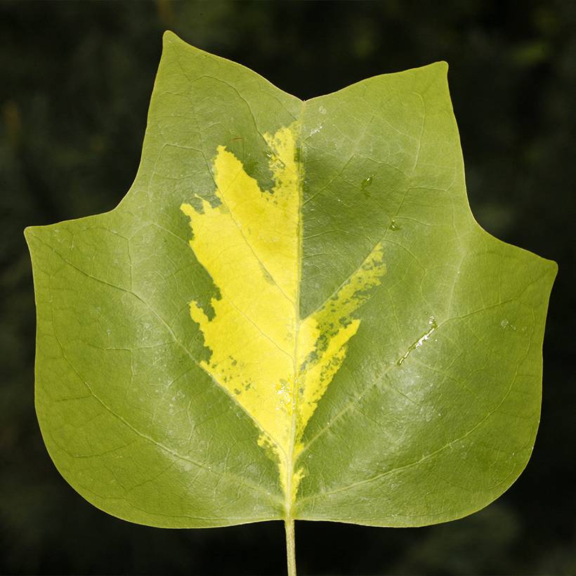Liriodendron tulipifera Purgatory - Tulipier de Virginie panaché Pot de 4L/5L - Image 1