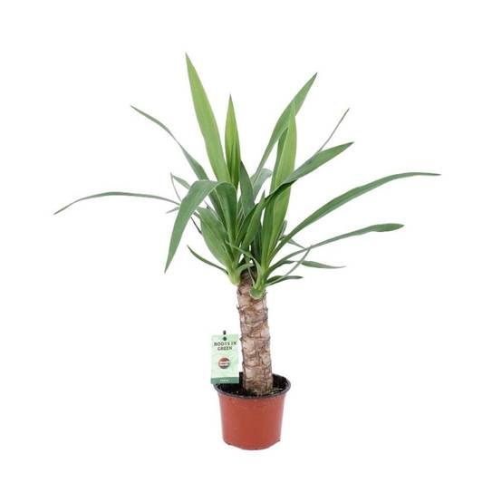Yucca Elephantipes 50cm - Plante d'intérieur- La Green Touch - Image 3