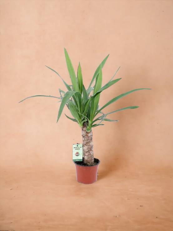 Yucca Elephantipes 50cm - Plante d'intérieur- La Green Touch - Image 2