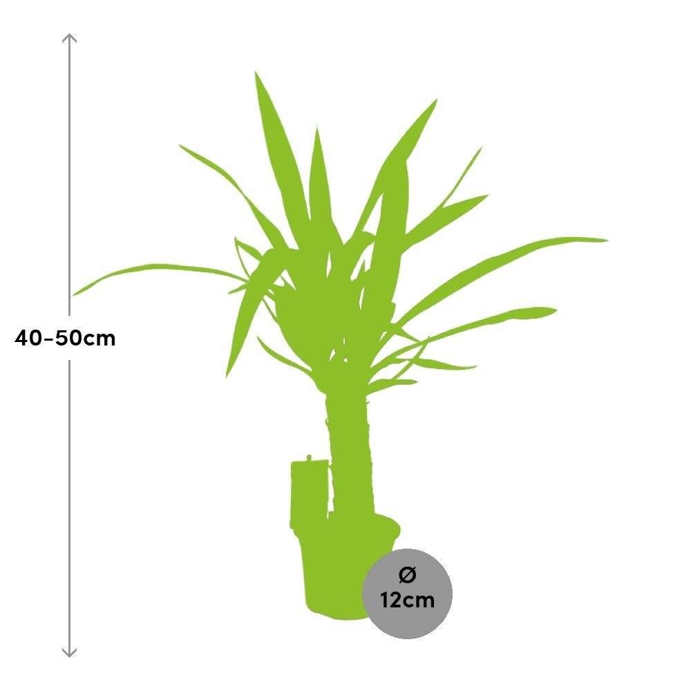 Yucca Elephantipes 50cm - Plante d'intérieur- La Green Touch - Image 4