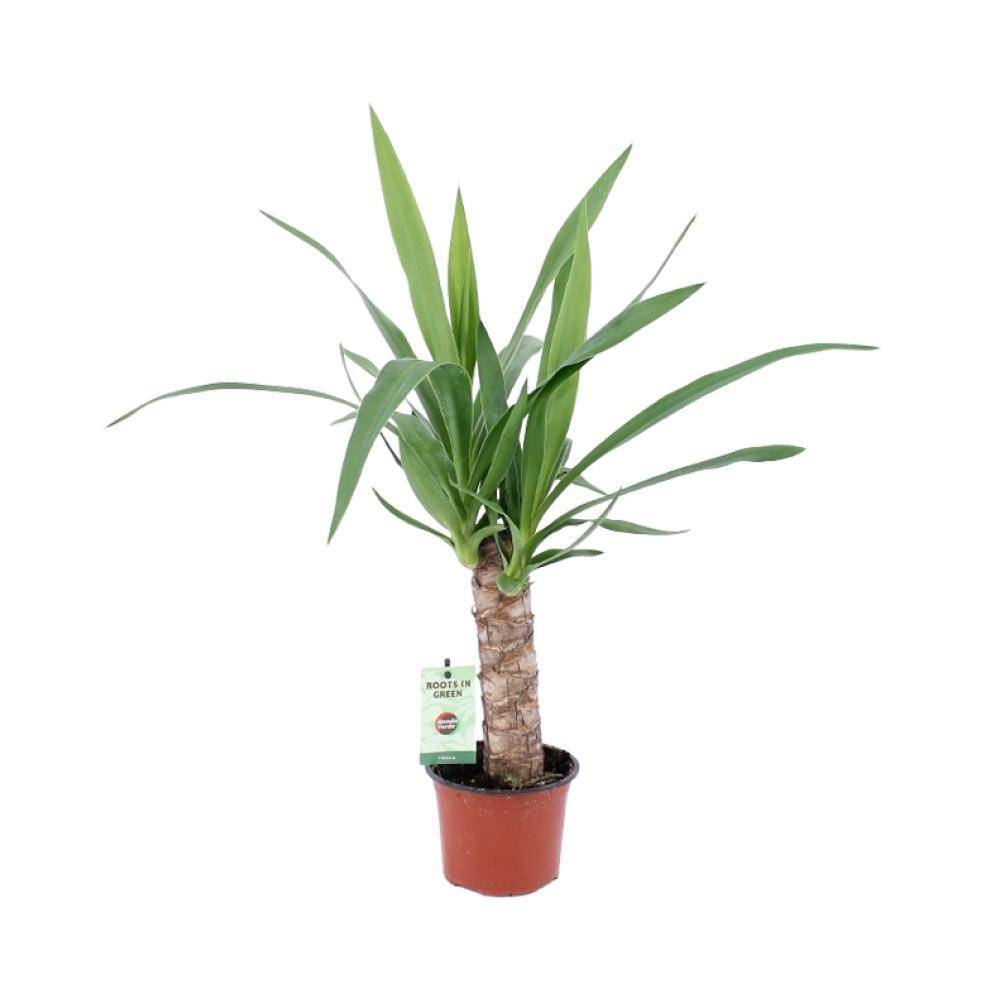 Yucca Elephantipes 50cm - Plante d'intérieur- La Green Touch - Image 1