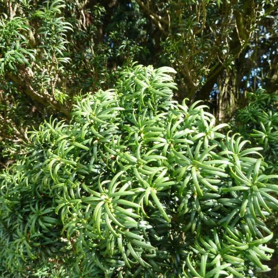 If commun, Taxus - Pot de 4L - 40/60 cm - Image 6