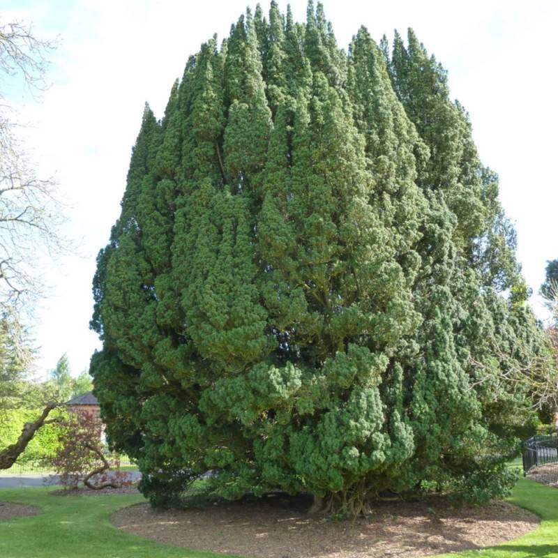 If commun, Taxus - Pot de 4L - 40/60 cm - Image 8