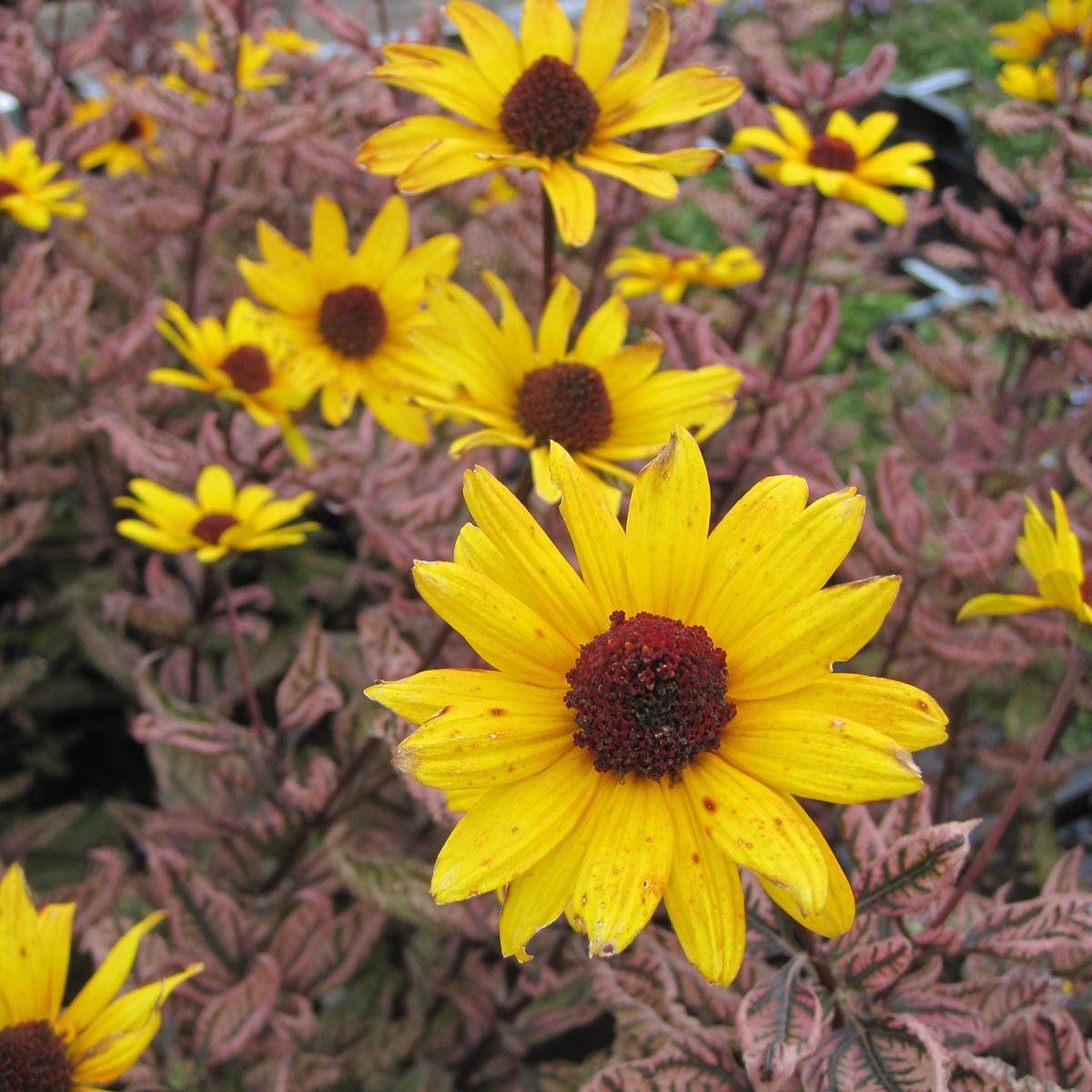 Heliopsis Summer Pink - Héliopsis faux hélianthe Godet de 8/9 cm - Gamm ...
