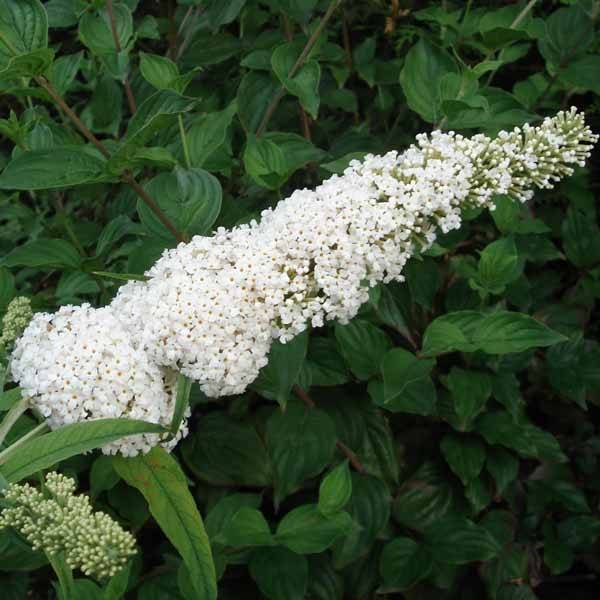 Buddleia davidii White Profusion - Arbre aux papillons Pot de 3L/4L - Image 1