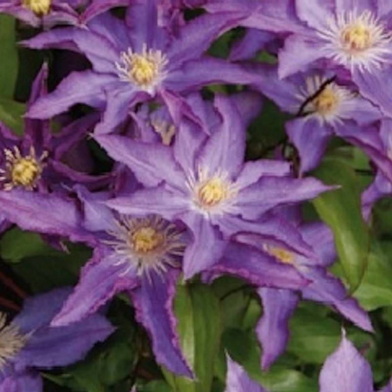 Clématite Palette® 'Zo08111' à fleurs Violette - feuillage Caduc - Pot de 2L - Tuteur bambou 60/90 cm-  hauteur à maturité De 2,50 m à 3,00 m - Image 1
