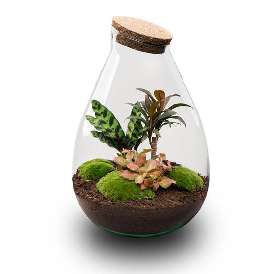 Terrarium à composer goutte en verre recyclé - Ø29-H37cm - sans outils - variété rouge - Terrarium DIY - Image 1