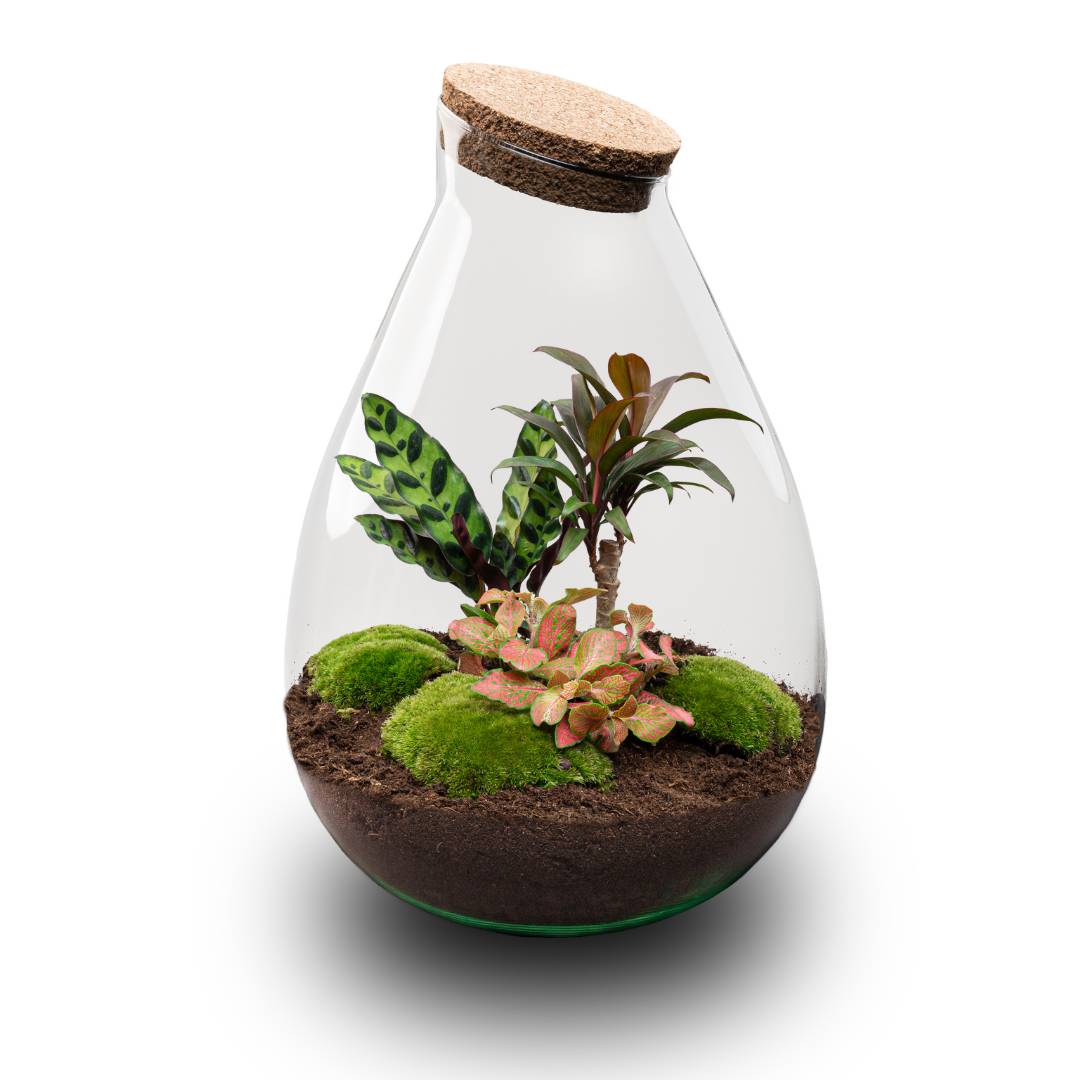 Terrarium à composer goutte en verre recyclé - Ø29-H37cm - sans outils - variété rouge - Terrarium DIY - Image 1