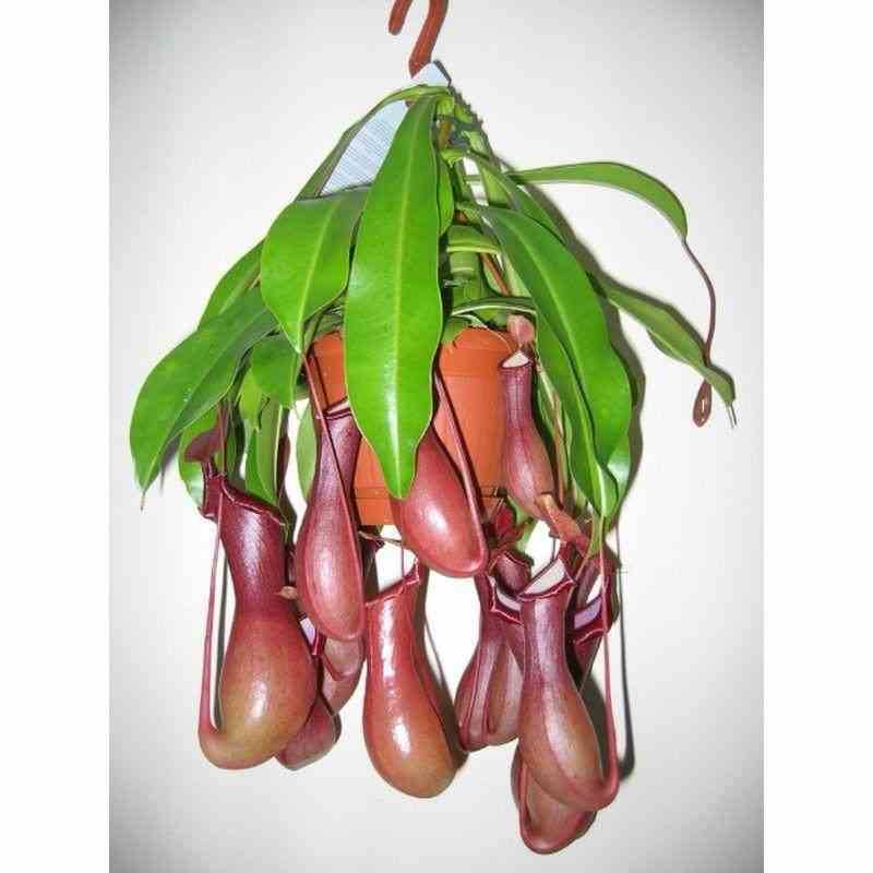 Sans Marque - Nephentes alata (plante carnivore) Taille:Pot de 2 litres ? 30/40 cm