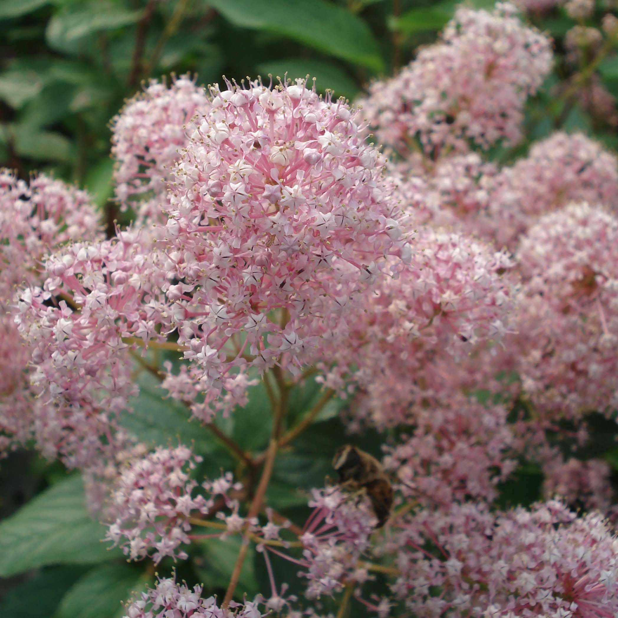 Promesse de Fleurs - Céanothe pallidus Marie Simon Pot de 2L/3L - Image 1