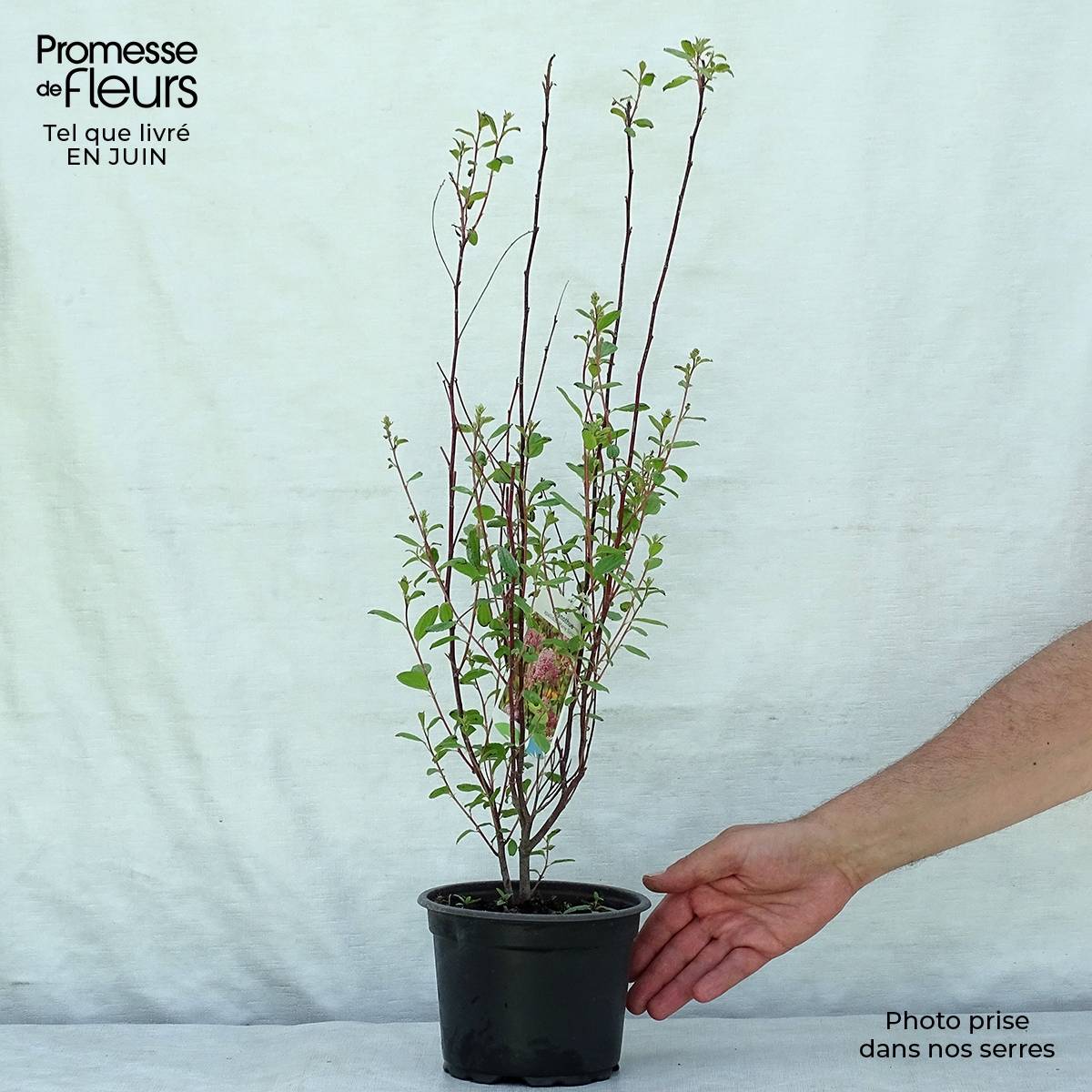 Promesse de Fleurs - Céanothe pallidus Marie Simon Pot de 2L/3L - Image 2