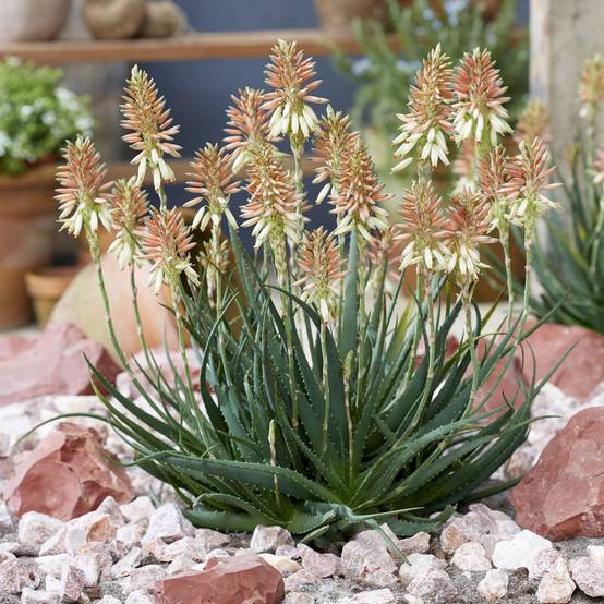 Aloe Safari Sunrise - Aloès Pot de 3L/4L