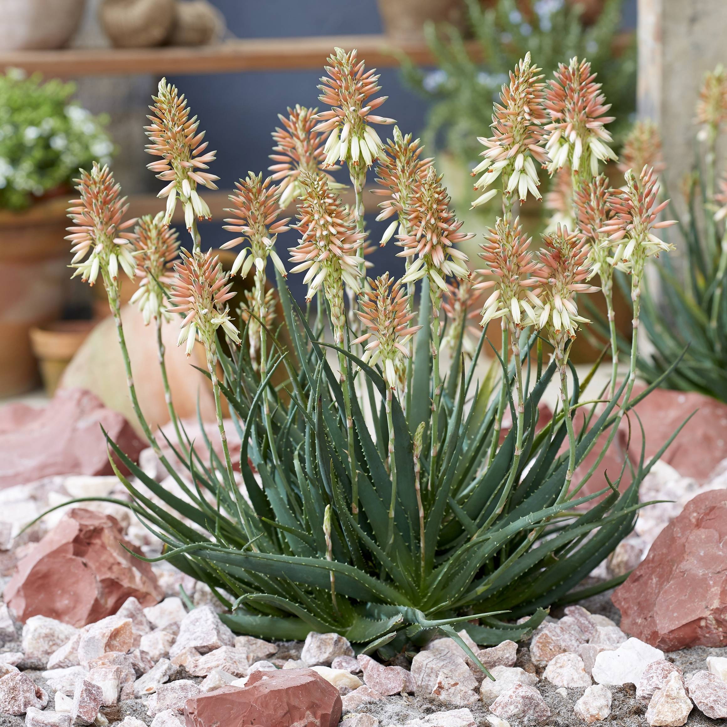 Aloe Safari Sunrise - Aloès Pot de 3L/4L