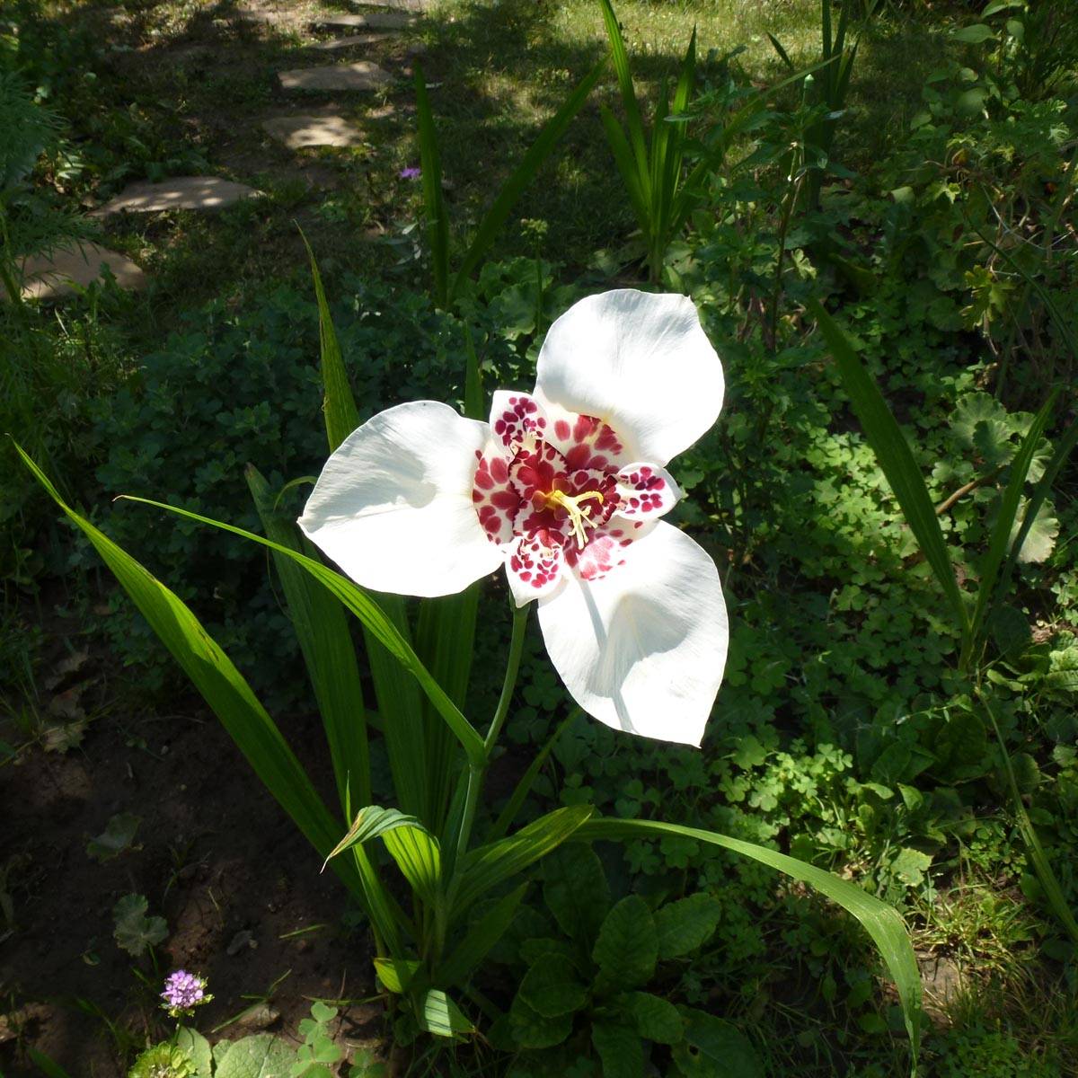 Tigridia pavonia Alba - Oeil de Paon  Bulbe calibre 7+ (par 10)