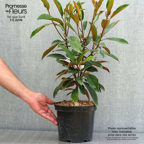 Magnolia grandiflora Alta Pot de 4L/5L - Image 2