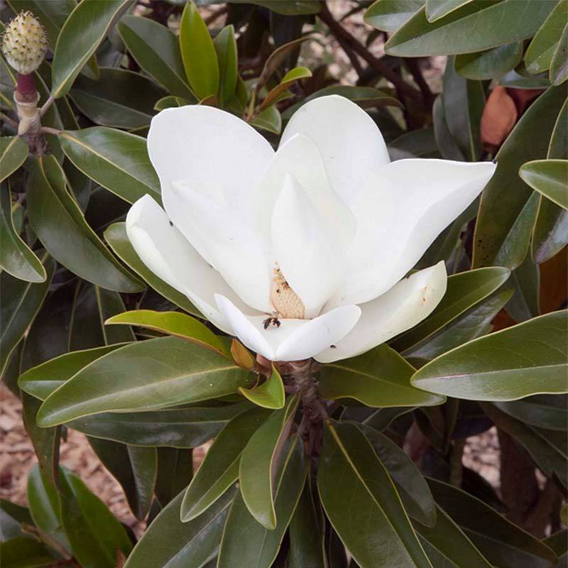 Magnolia grandiflora Alta Pot de 4L/5L - Image 1