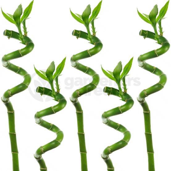 Gardenersdream - Lucky Bambou 30 Cm - 5 Tiges Spiralées - Plante D'Intérieur En Pot Rebord De Fenêtre - GardenersDream - Image 2