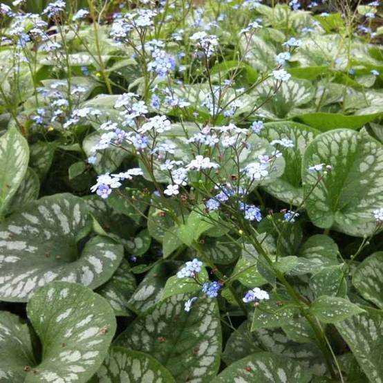 Brunnera macrophylla Emerald Mist - Myosotis Caucase Godet de 8/9 cm