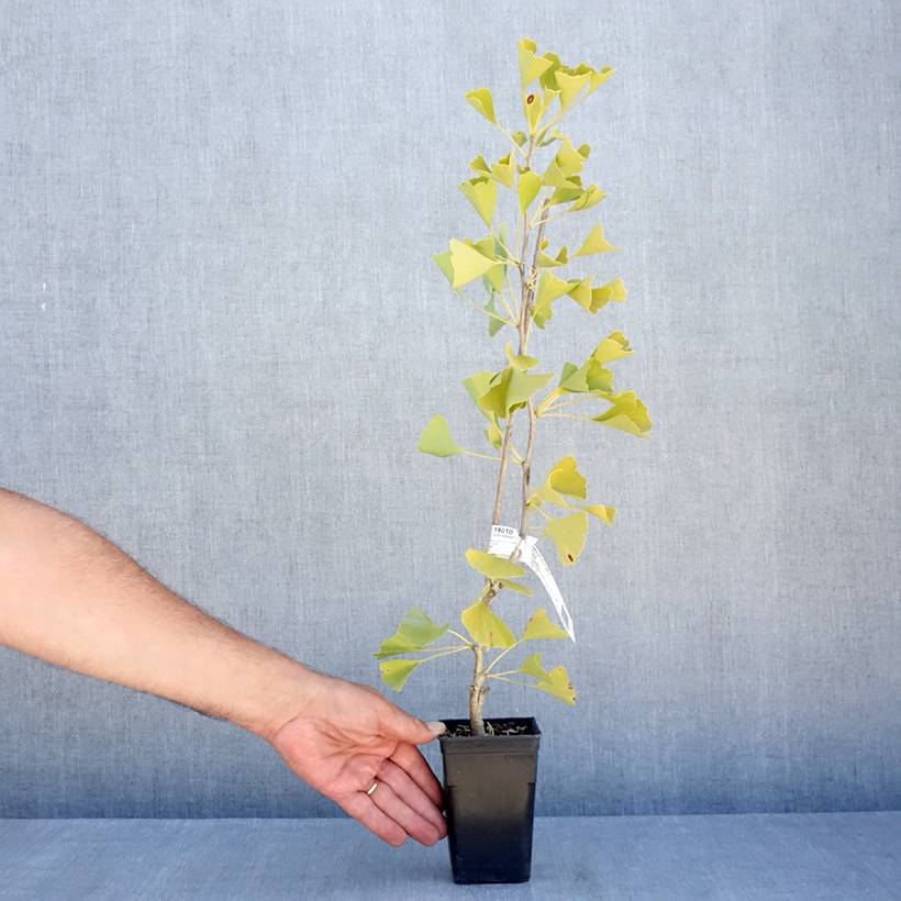 Promesse de Fleurs - Ginkgo Biloba fastigiata Gold Flame - Arbre aux quarante écus Pot de 1L/1,5L - Image 2