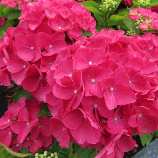 Hortensia - Hydrangea macrophylla Rebellion Dark Pink Love Pot de 12 cm / 13 cm
