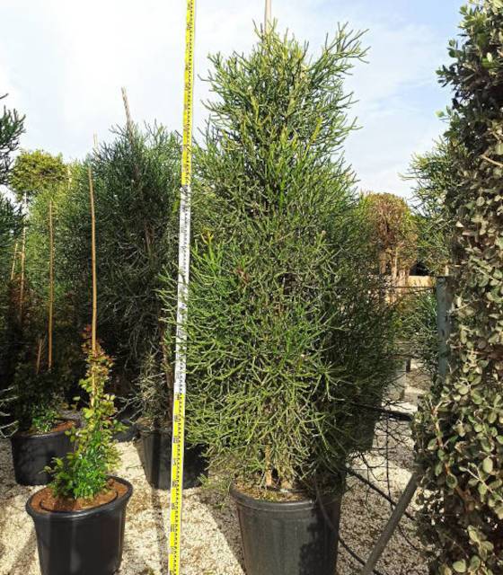 0 - Euphorbia tirucalli (cactus crayon) Pot de 7 litres - 100/120 cm - Image 1