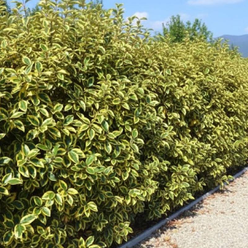 Elaeagnus panaché Gilt Edge, Chalef à fleurs Blanche/ - feuillage Persistant - Pot de 3L - 60/80 cm - Image 3