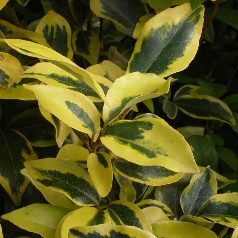 Elaeagnus panaché Gilt Edge, Chalef à fleurs Blanche - feuillage Persistant - Pot de 3L - 60/80 cm-  hauteur à maturité De 3,00 m à 5,00 m - Image 4