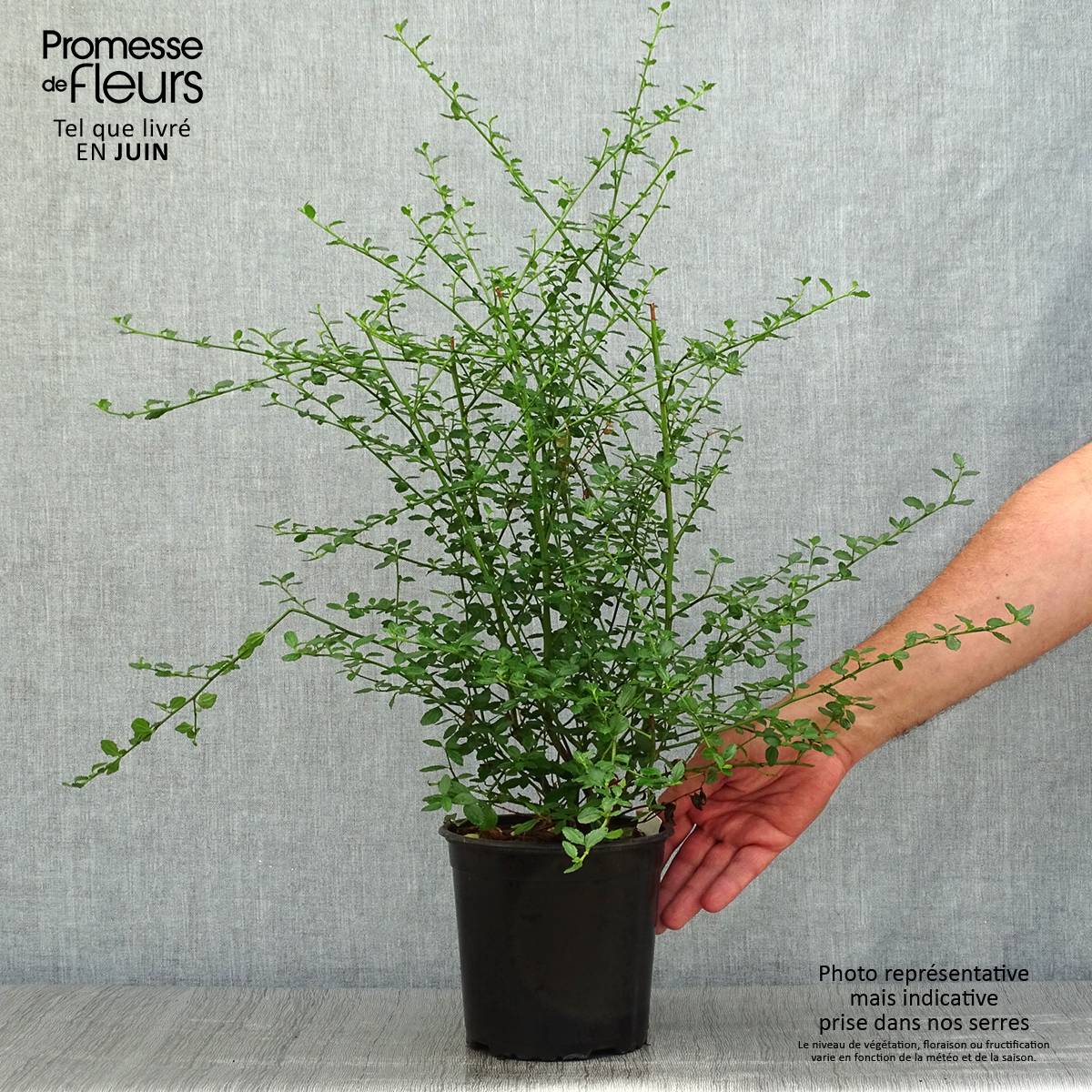 Céanothe thyrsiflorus Millerton Point - Lilas de Californie Pot de 2L/3L - Image 2
