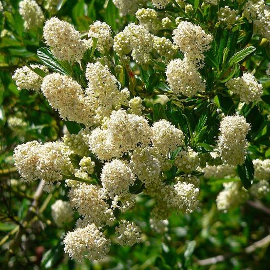 Céanothe thyrsiflorus Millerton Point - Lilas de Californie Pot de 2L/3L - Image 1