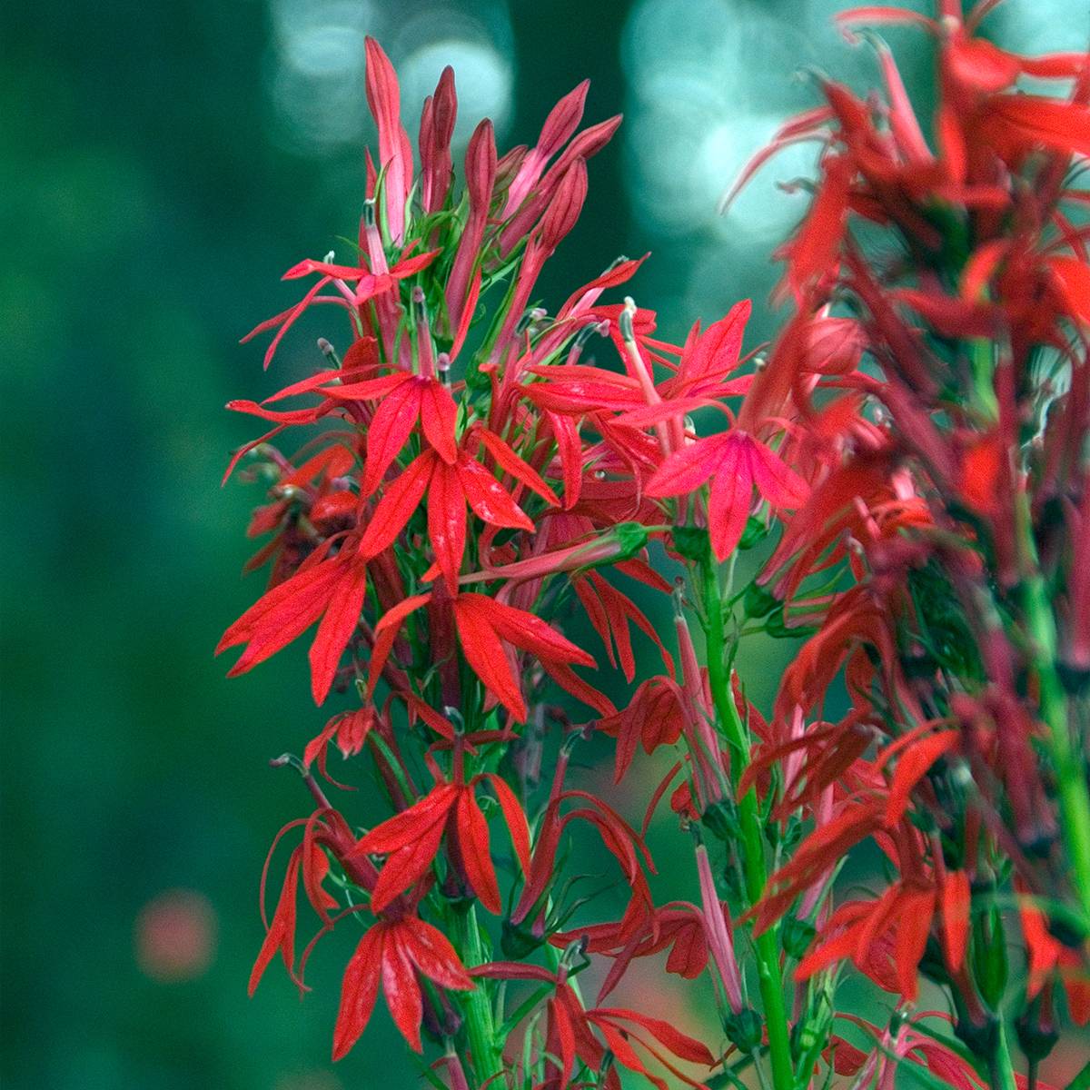 Promesse de Fleurs - Lobelia cardinalis - Lobélie cardinale Godet de 8/9 cm
