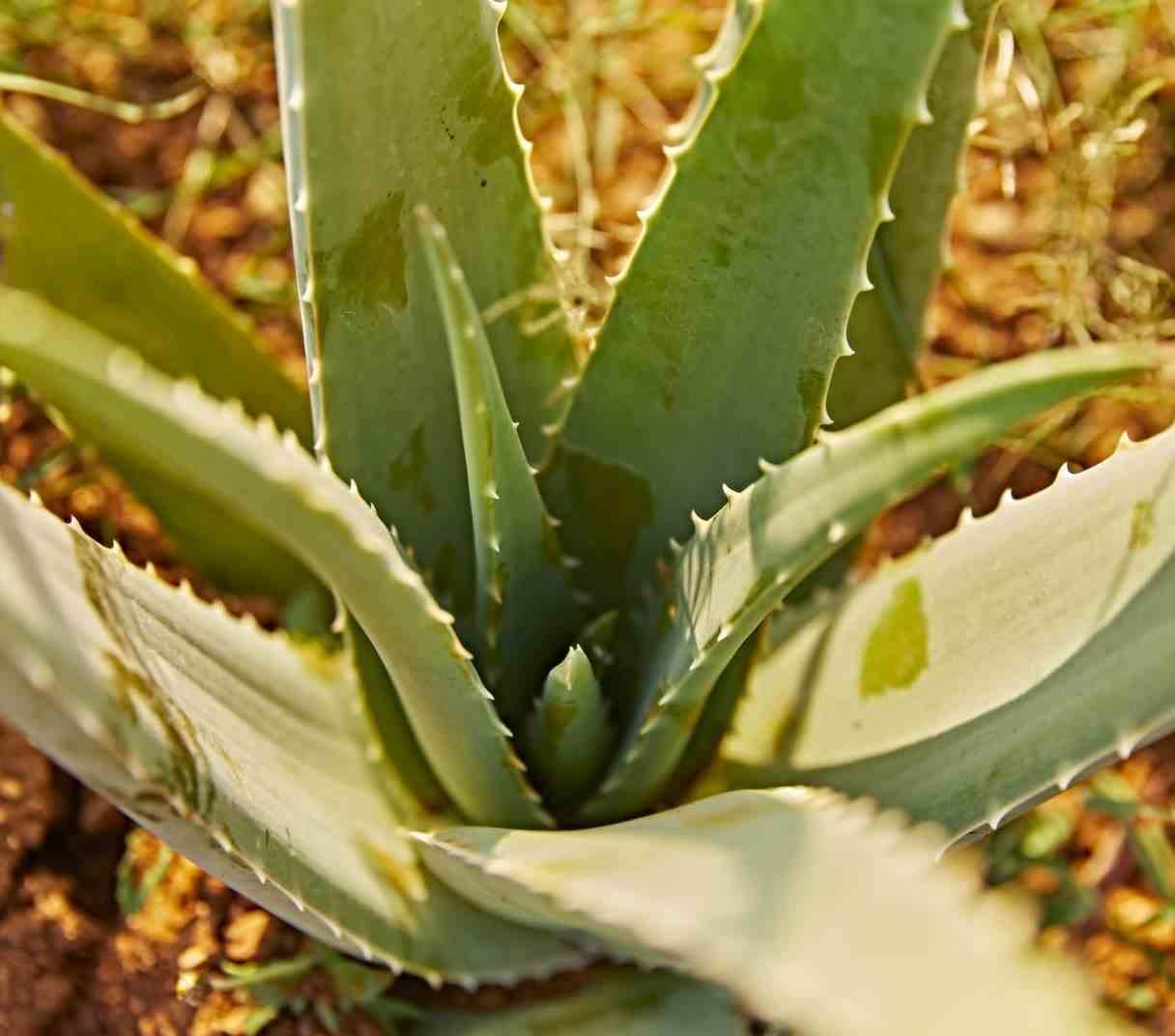 0 - Aloe vera (syn. A. barbadensis) Pot de 70L - 80/100cm - Image 2