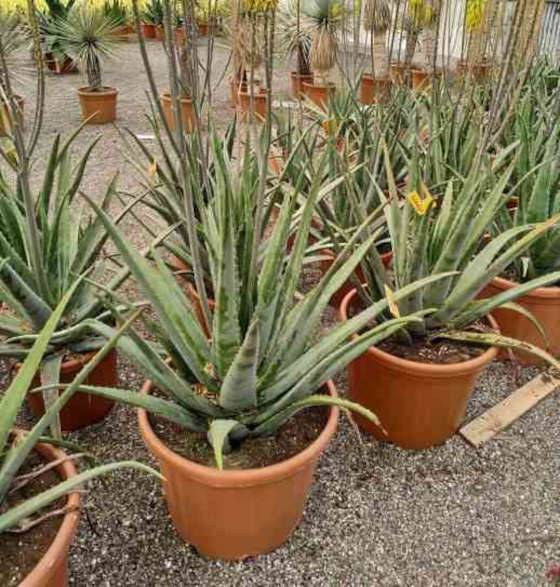 0 - Aloe vera (syn. A. barbadensis) Pot de 70L - 80/100cm