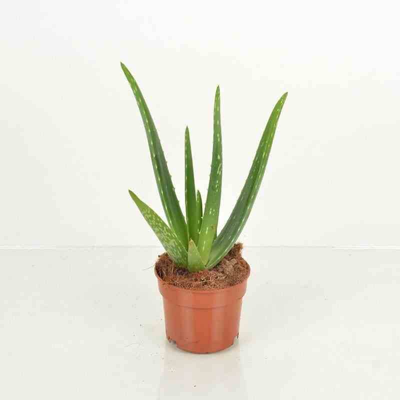 0 - Aloe vera (syn. A. barbadensis) Pot de 70L - 80/100cm - Image 3