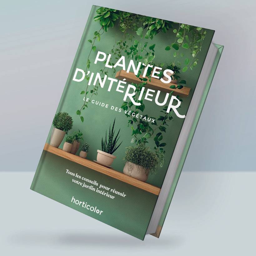 Promesse de Fleurs - Plantes d'Intérieur - Guide Horticolor