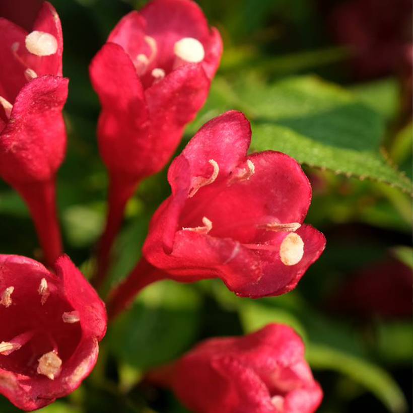 Promesse de Fleurs - Weigela Picobella Rosso Pot de 2L/3L - Image 1