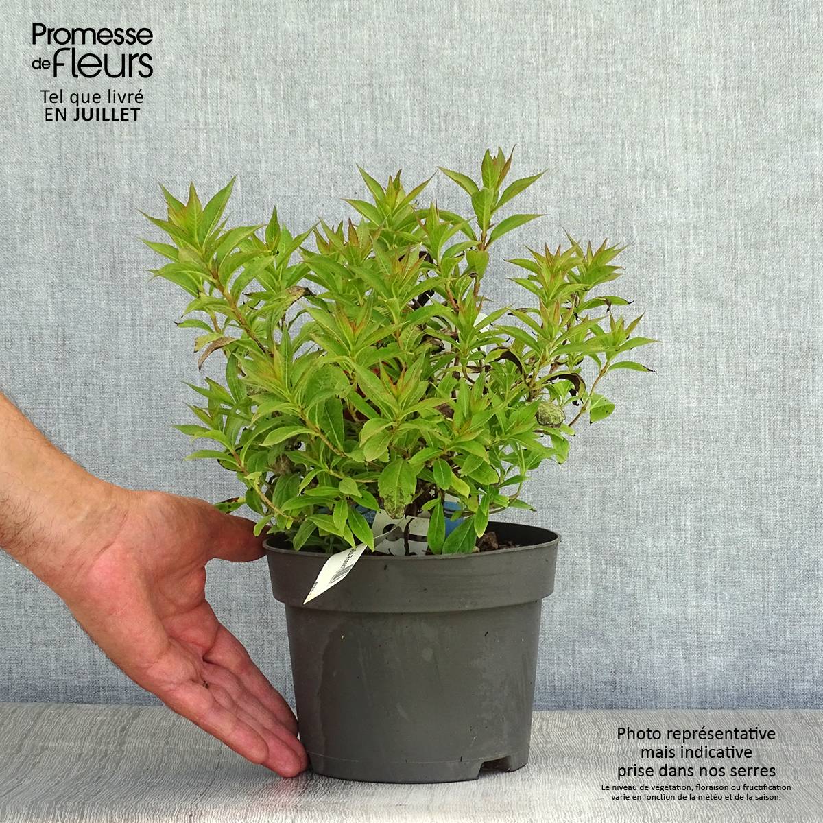 Promesse de Fleurs - Weigela Picobella Rosso Pot de 2L/3L - Image 2