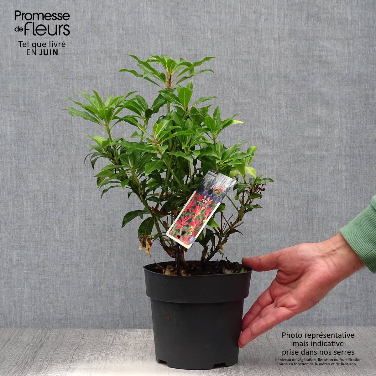 Promesse de Fleurs - Andromède du Japon - Pieris japonica Forest Flame Pot de 2L/3L - Image 2