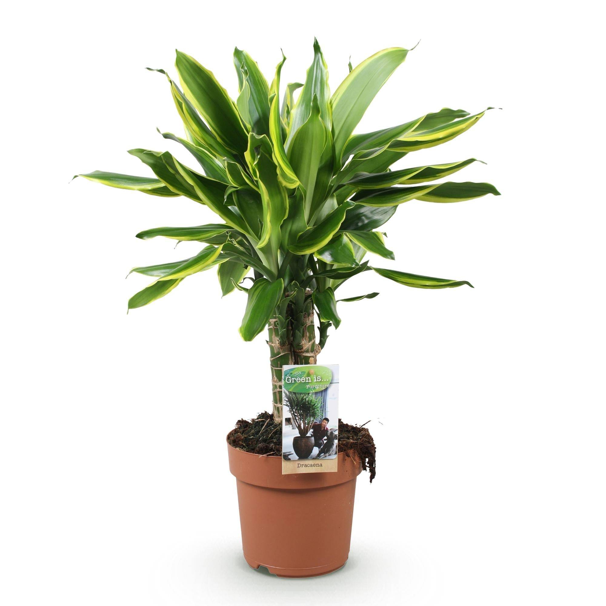 Dracaena Fragrans Golden Coast - D17 H55cm - Image 3