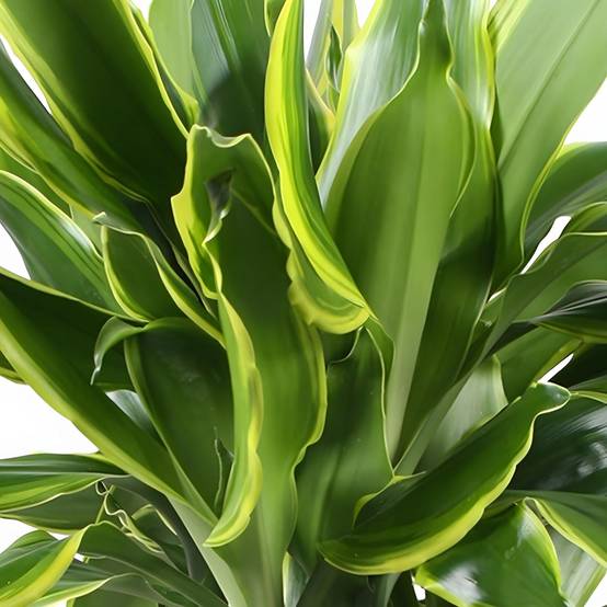 Dracaena Fragrans Golden Coast - D17 H55cm - Image 5