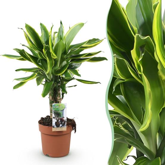 Dracaena Fragrans Golden Coast - D17 H55cm - Image 2