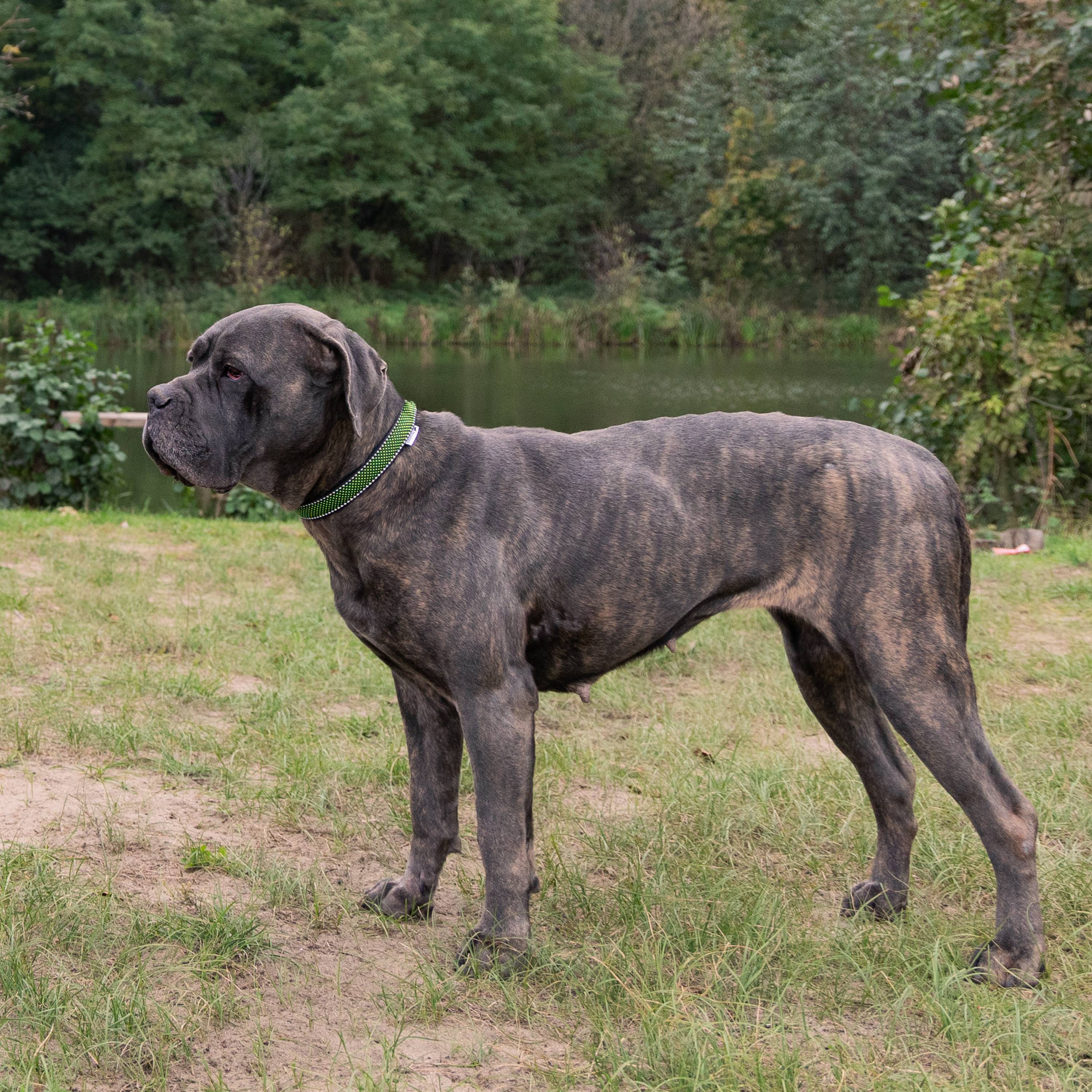 Ferplast - Collier pour Chiens Réfléchissant Rembourré DAYTONA DELUXE C25/53, Réglable, Boucle en Métal, Noir-Vert - Image 3