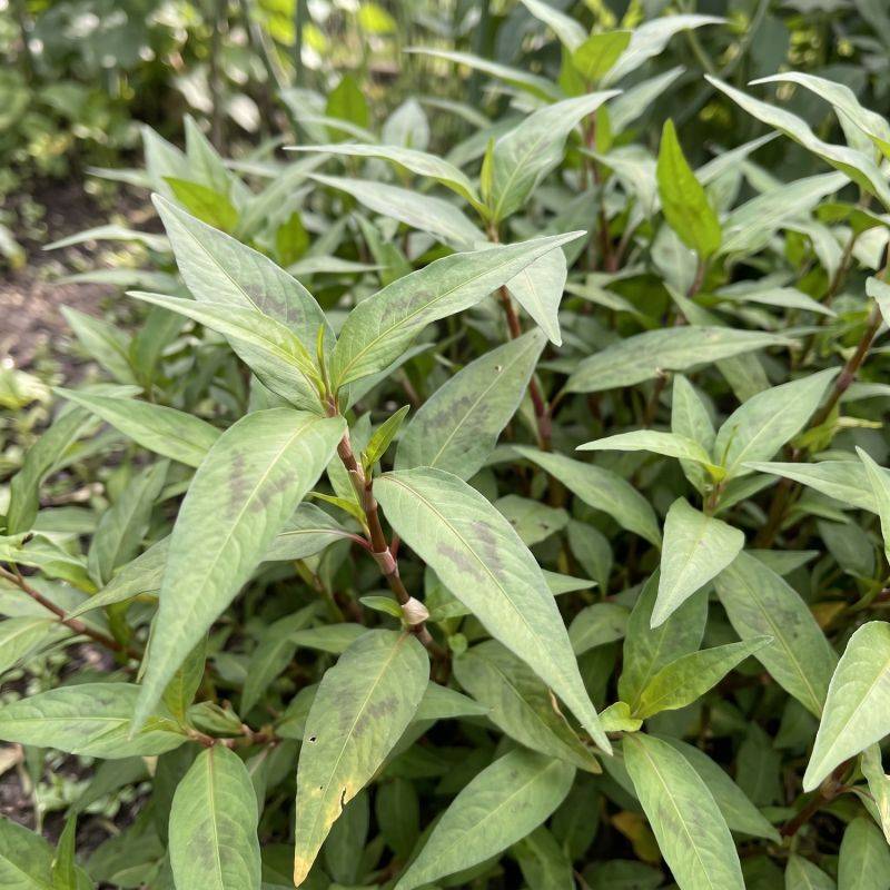 Coriandre vietnamienne (Persicaria odorata) - Godet 9cm - Pépinières Naudet