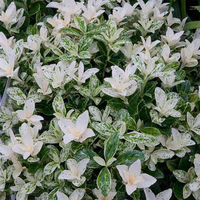 Euonymus japonicus Pierrolino - Fusain du Japon Pot de 1,5L/2L