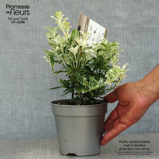 Promesse de Fleurs - Euonymus japonicus Pierrolino - Fusain du Japon Pot de 1,5L/2L - Image 2