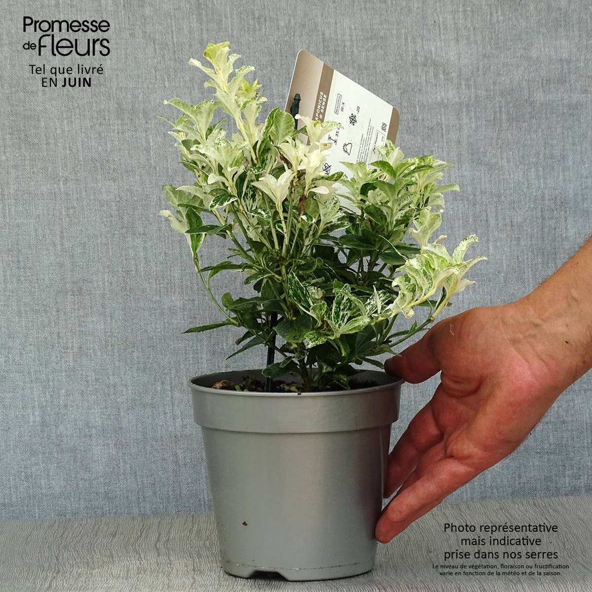 Promesse de Fleurs - Euonymus japonicus Pierrolino - Fusain du Japon Pot de 1,5L/2L - Image 2