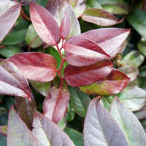 Promesse de Fleurs - Leucothoe fontanesiana Zebonard - Leucothoe walteri Zebonard Pot de 2L/3L - Image 1