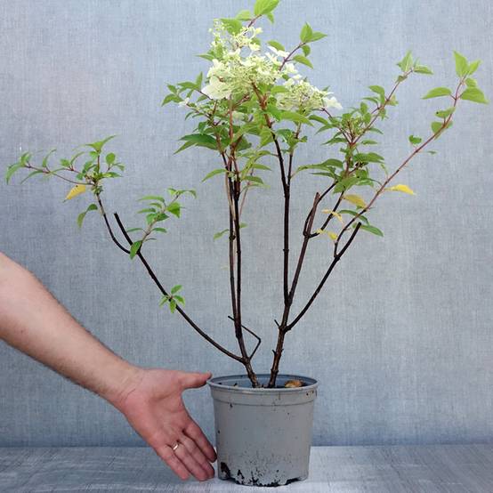 Hydrangea paniculata Dentelle de Gorron - Hortensia paniculé Pot de 3L/4L - Image 2